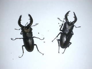 20150808a.jpg