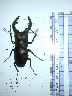 20150808b.jpg