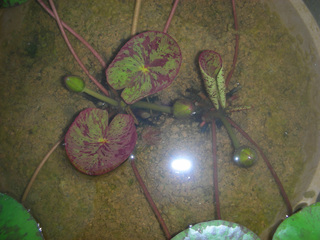 20160727a.jpg
